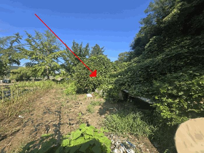 전북특별자치도 군산시 나포면 나포리 산102-1 임야 경매 사진 6
