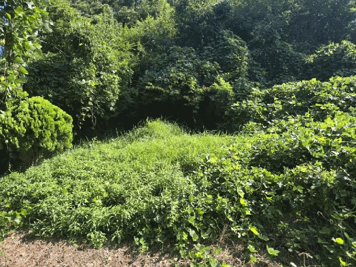전북특별자치도 군산시 나포면 나포리 산102-1 임야 경매 사진 8