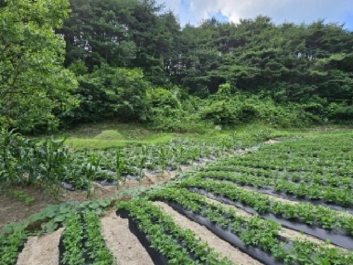경상북도 봉화군 법전면 눌산리 1065 전 경매 사진 12