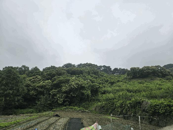전라남도 광양시 옥곡면 수평리 산137-4 임야 경매 사진 11