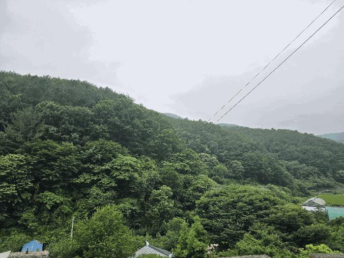 전라남도 광양시 옥곡면 수평리 산137-4 임야 경매 사진 12