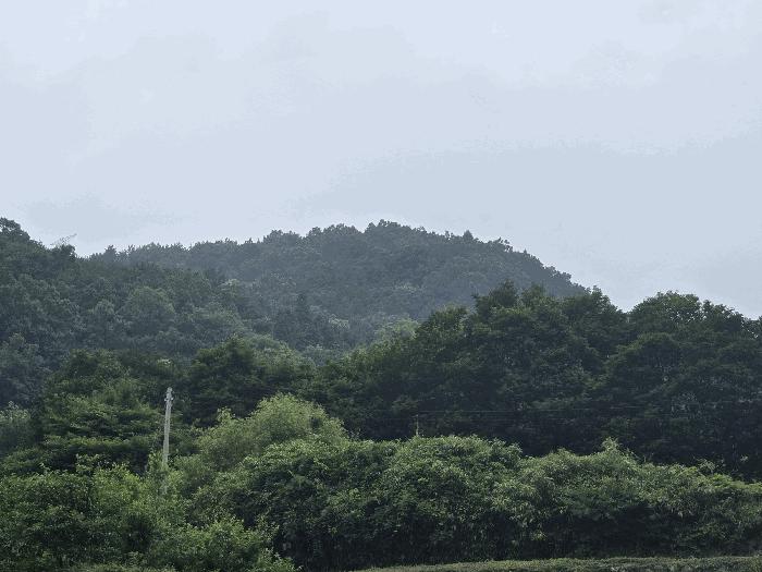 전라남도 광양시 옥곡면 수평리 산137-4 임야 경매 사진 13