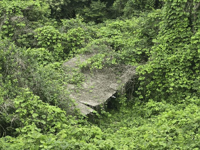 전라남도 광양시 옥곡면 수평리 산137-4 임야 경매 사진 4