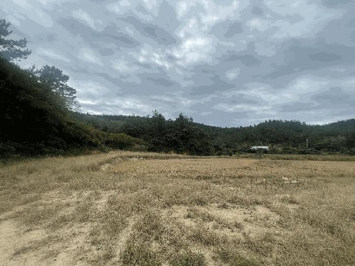 전라남도 신안군 압해읍 대천리 795-5 임야 경매 사진 1