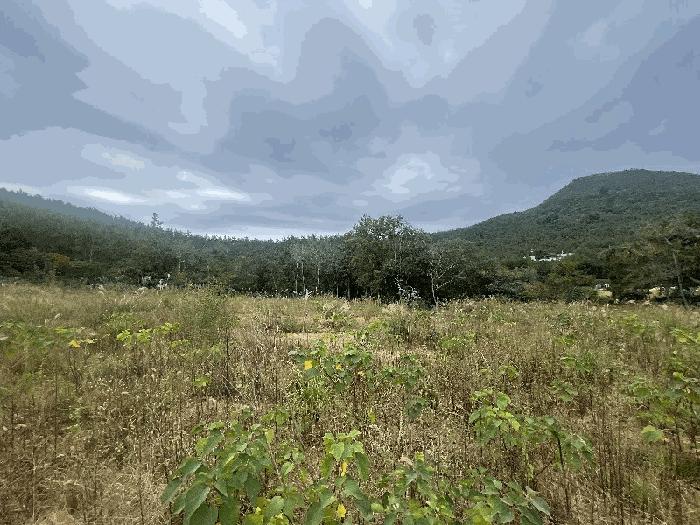 전라남도 신안군 압해읍 대천리 795-5 임야 경매 사진 4