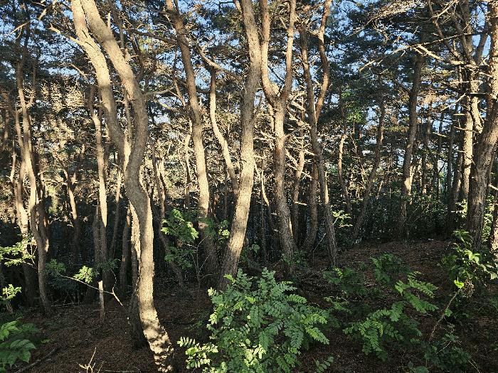 경상북도 포항시 북구 흥해읍 대련리 산133-10 임야 경매 사진 9