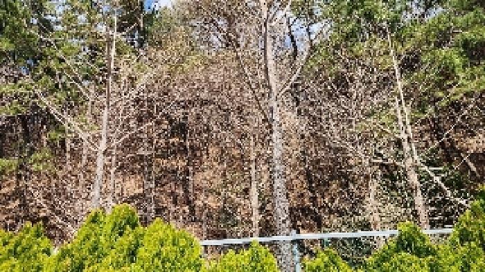 부산광역시 해운대구 석대동 산7 임야 경매 사진 9