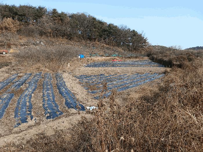 전라남도 광양시 황길동 1095-5 답 경매 사진 2