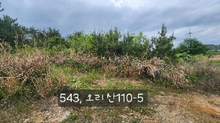 부산광역시 기장군 장안읍 오리 산110 임야 경매 사진 13