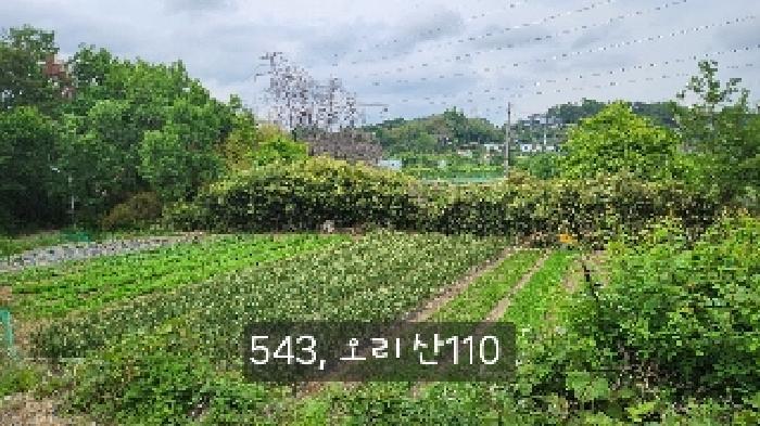 부산광역시 기장군 장안읍 오리 산110-5 임야 경매 사진 10