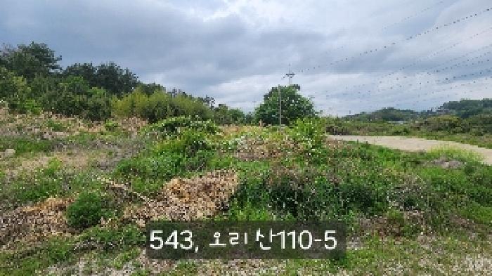 부산광역시 기장군 장안읍 오리 산110-5 임야 경매 사진 12