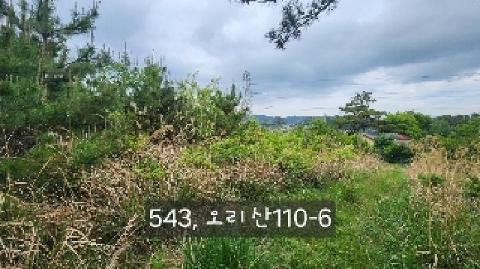부산광역시 기장군 장안읍 오리 산110-5 임야 경매 사진 15