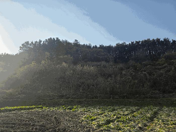 전북특별자치도 부안군 변산면 운산리 146 전 경매 사진 7