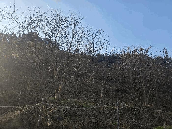 전북특별자치도 부안군 변산면 운산리 146 전 경매 사진 8