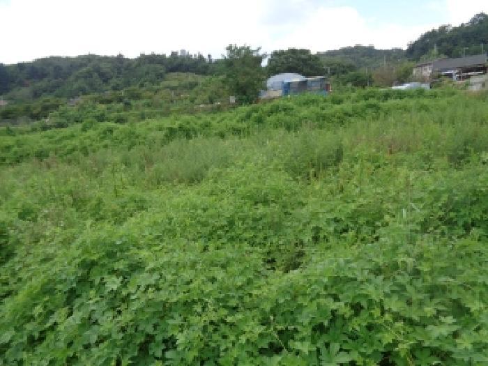 전북특별자치도 진안군 진안읍 군하리 359 전 경매 사진 12