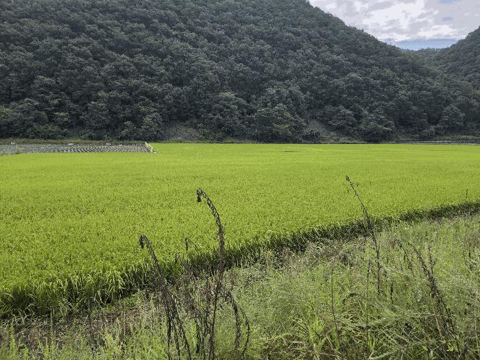 충청북도 보은군 산외면 길탕리 152 전 경매 사진 9