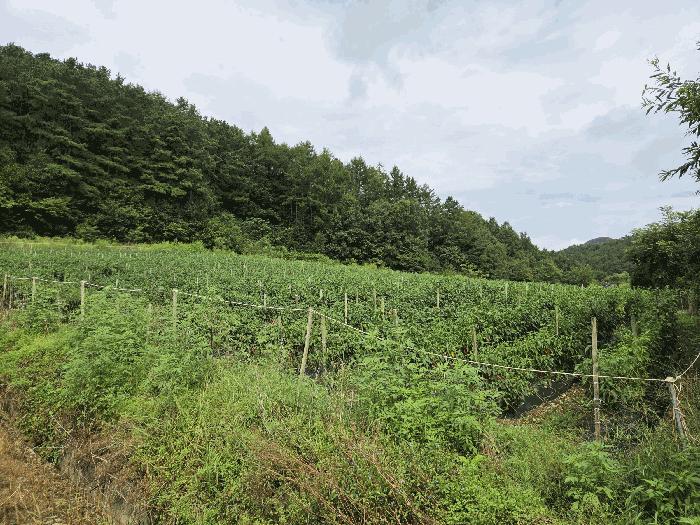 충청북도 보은군 산외면 오대리 439 답 경매 사진 10