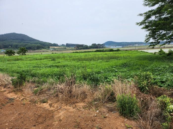 충청남도 서천군 비인면 관리 286 전 경매 사진 12