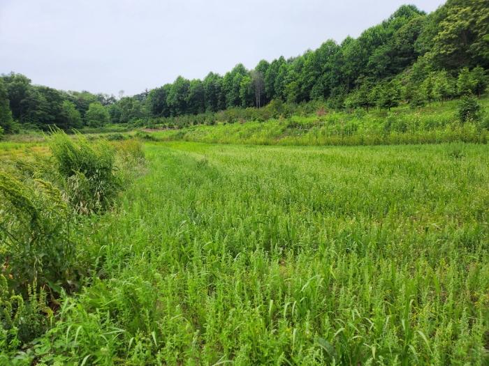 충청남도 서천군 비인면 관리 286 전 경매 사진 3
