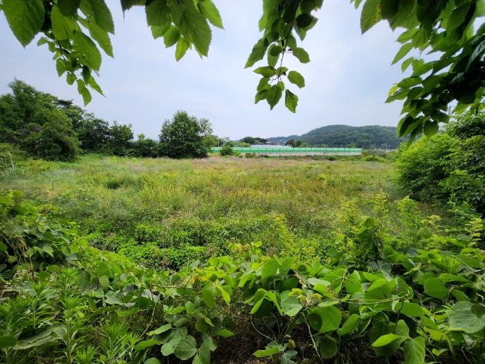 충청남도 서천군 비인면 관리 634-11 답 경매 사진 11