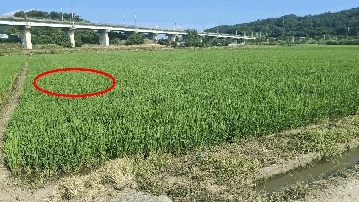 충청남도 서천군 종천면 석촌리 473-7 답 경매 사진 1
