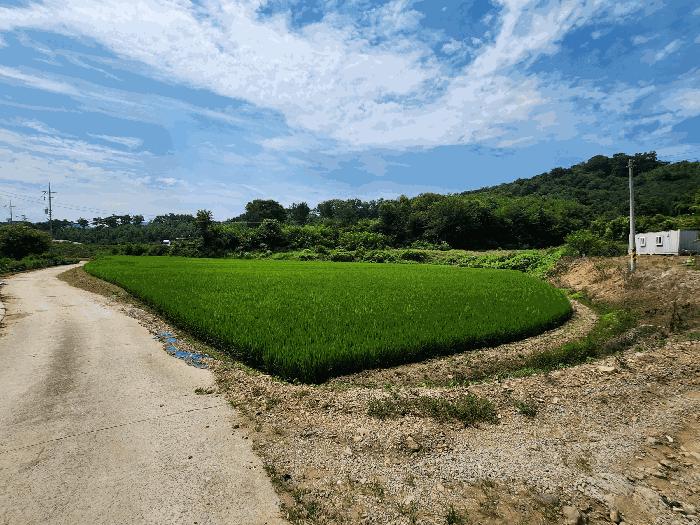 충청남도 홍성군 금마면 부평리 592 전 경매 사진 3