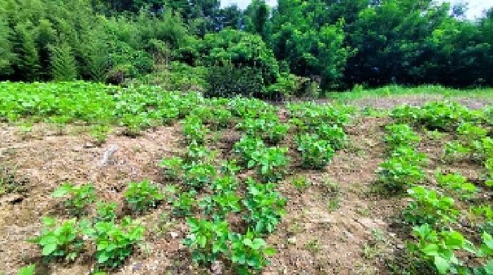 충청남도 홍성군 금마면 부평리 592 전 경매 사진 9