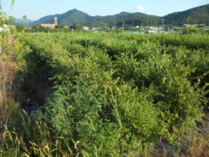 대구광역시 달성군 논공읍 금포리 2355-3 답 경매 사진 8