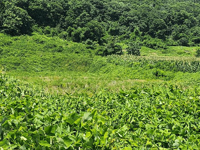 충청남도 보령시 천북면 하만리 962-8 임야 경매 사진 3