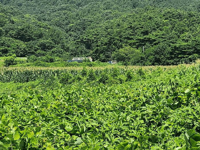 충청남도 보령시 천북면 하만리 962-8 임야 경매 사진 4