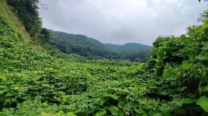 충청남도 보령시 천북면 하만리 962-8 임야 경매 사진 5