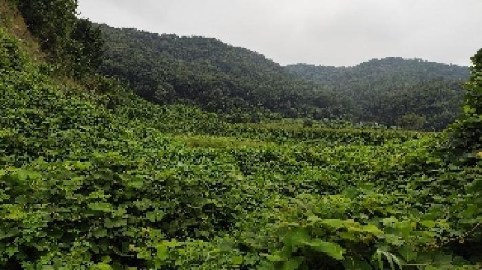 충청남도 보령시 천북면 하만리 962-8 임야 경매 사진 6