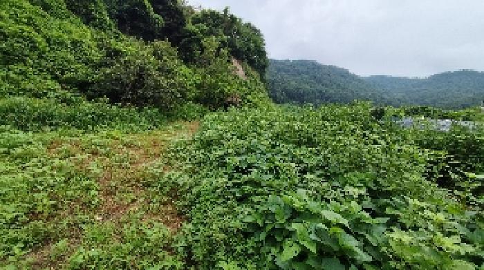 충청남도 보령시 천북면 하만리 962-8 임야 경매 사진 7