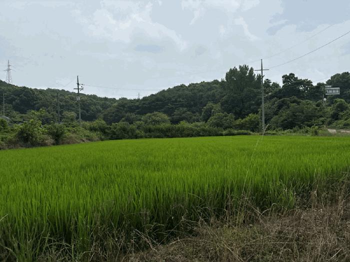 충청남도 당진시 송악읍 가학리 538 전 경매 사진 2