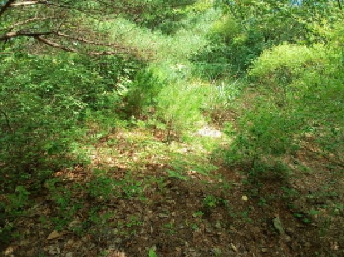 충청남도 서산시 운산면 고풍리 산91-6 임야 경매 사진 11