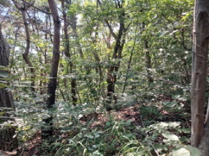 충청남도 서산시 운산면 고풍리 산91-6 임야 경매 사진 13