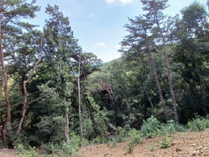충청남도 서산시 운산면 고풍리 산91-6 임야 경매 사진 16