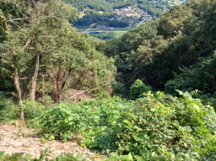 충청남도 서산시 운산면 고풍리 산91-6 임야 경매 사진 18