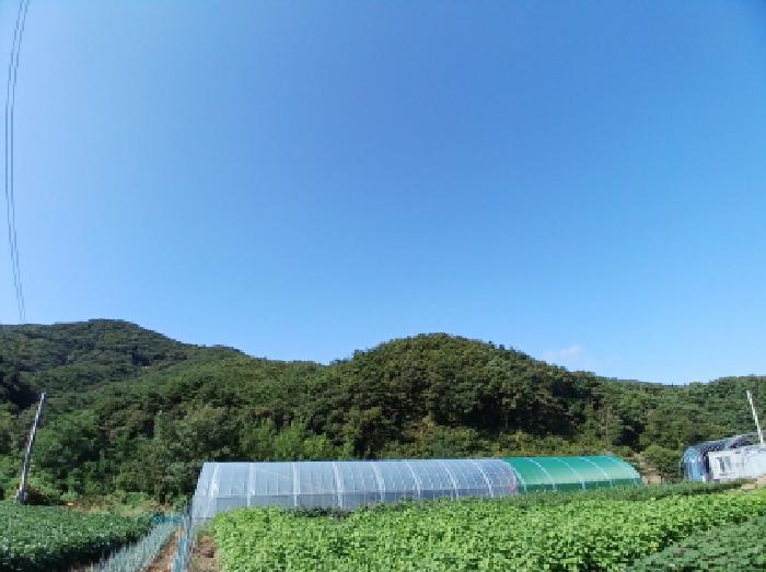 충청남도 서산시 운산면 고풍리 산91-6 임야 경매 사진 5
