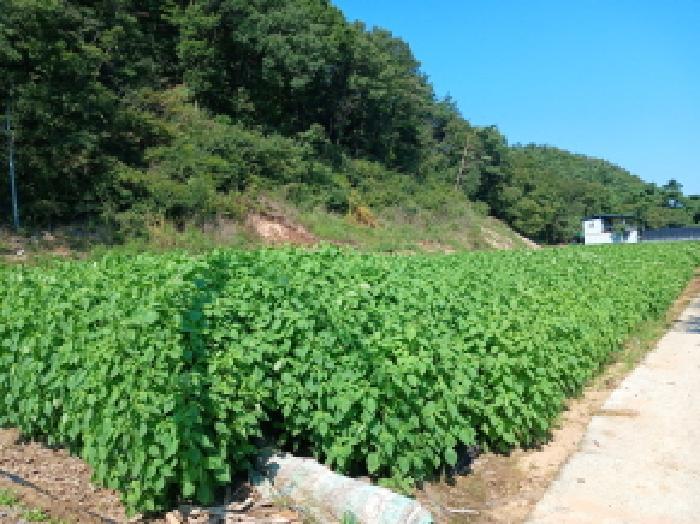 충청남도 서산시 운산면 고풍리 산91-6 임야 경매 사진 9