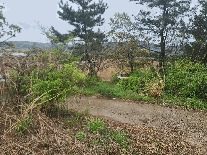 충청남도 태안군 원북면 청산리 259-35 전 경매 사진 5