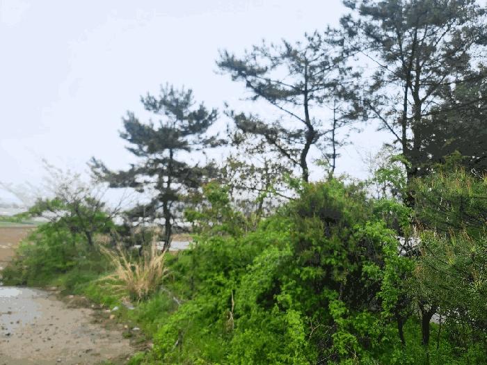 충청남도 태안군 원북면 청산리 259-35 전 경매 사진 7