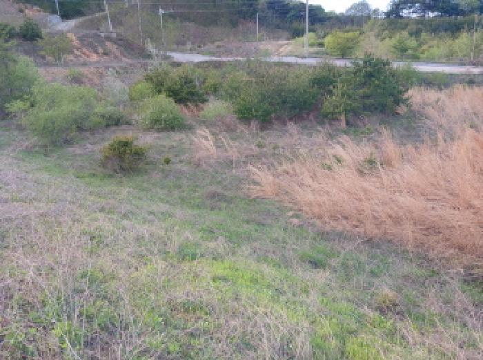 충청남도 서산시 운산면 고산리 423-19 임야 경매 사진 6