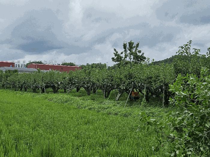 충청남도 천안시 서북구 성환읍 율금리 479 전 경매 사진 13