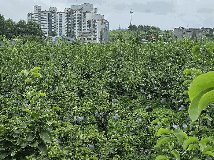 충청남도 천안시 서북구 성환읍 율금리 479 전 경매 사진 8