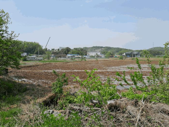 충청남도 당진시 송악읍 월곡리 57-1 답 경매 사진 2