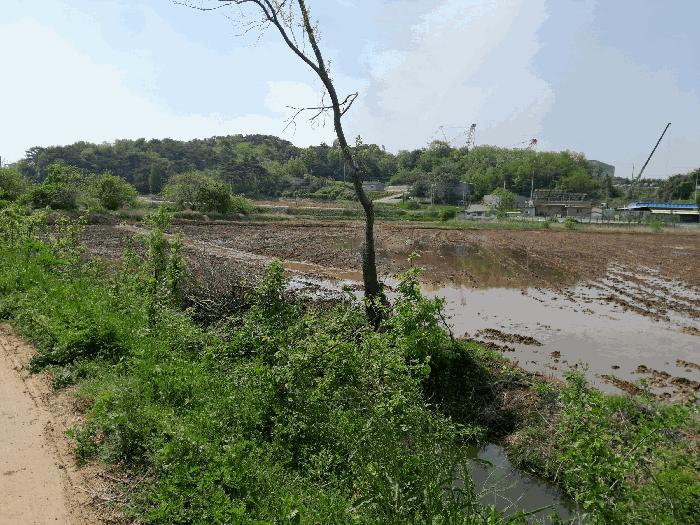 충청남도 당진시 송악읍 월곡리 57-1 답 경매 사진 3