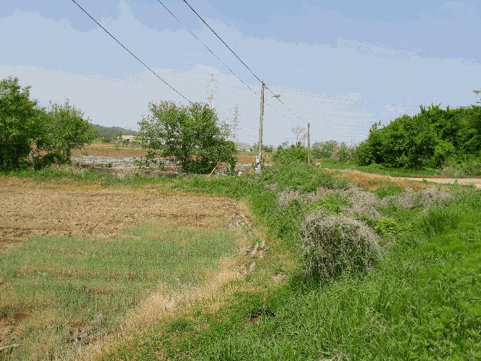 충청남도 당진시 송악읍 월곡리 57-1 답 경매 사진 5