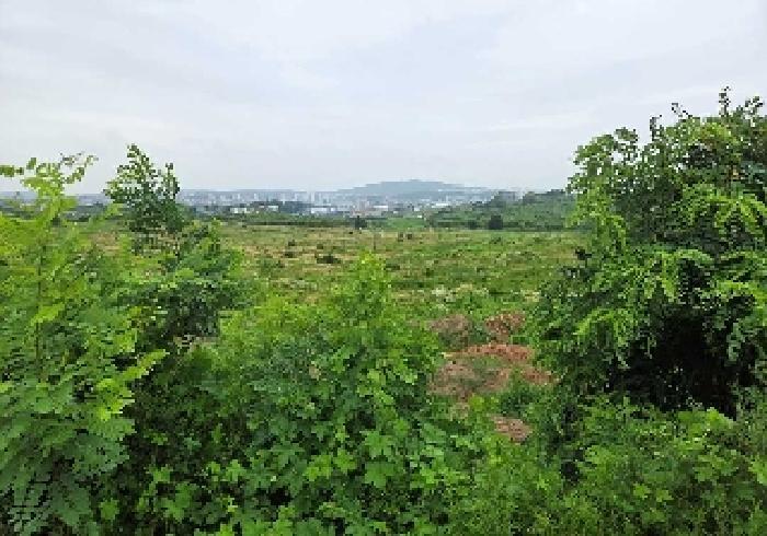 충청남도 천안시 성환읍 송덕리 196-10 과수원 경매 사진 16