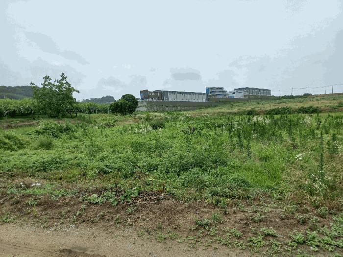 충청남도 천안시 성환읍 송덕리 196-10 과수원 경매 사진 2
